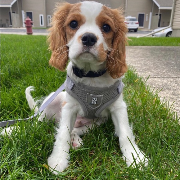 Grey Pet Dog Cat Harness Small Bread - Picture 3 of 6